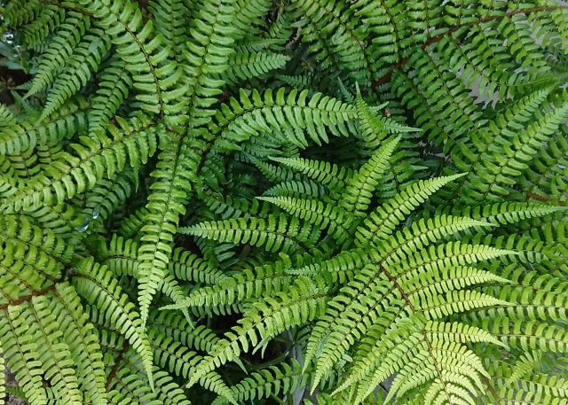 イヌワラビとは？葉の形や葉の裏側などの特徴をご紹介！生息地はどこ？