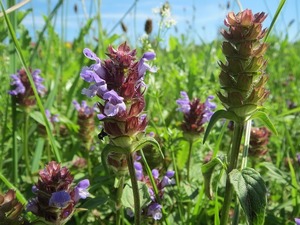 ウツボグサとは？名前の意味や由来をご紹介！葉や茎や花の特徴は？