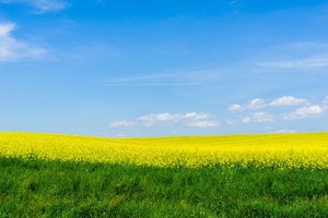 セイヨウカラシナとは？特徴・見分け方や食用としての食べ方をご紹介！