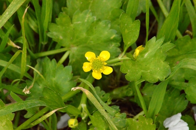 キツネノボタン（狐の牡丹）とは？植物としての特徴や開花時期をご紹介！