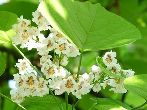 キササゲとは？名前の由来や、樹木の特徴、生薬としての効果をご紹介！