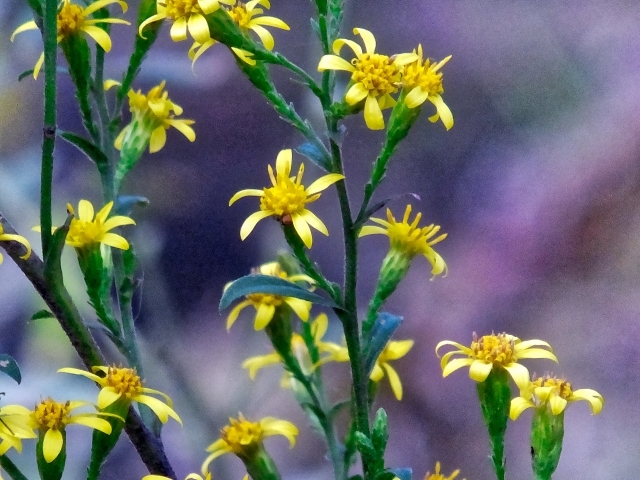 アキノキリンソウとは?特徴やセイタカアワダチソウとの違いもご紹介!