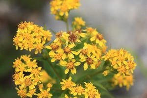アキノキリンソウの育て方や増やし方をご紹介！食べることはできる？