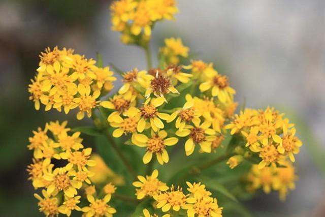 アキノキリンソウの育て方や増やし方をご紹介!食べることはできる?のイメージ