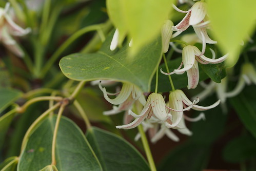 ムベ(郁子)とは?その特徴や伝説の果実といわれる理由をご紹介!アケビとの違いは?