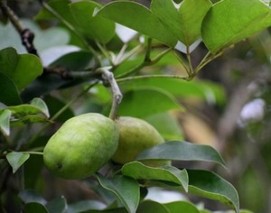 ムベ（郁子）の育て方！挿し木の方法や植え替えの時期などをご紹介！