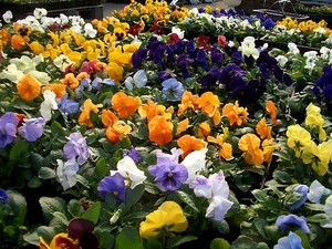 冬の寄せ植えにおすすめの植物10選！寒さに強く、かつ、お洒落な花は？