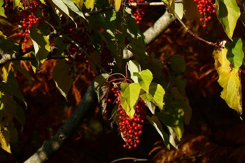 イイギリ(飯桐)とは?特徴や南天との違いをご紹介!実は食べられる?のイメージ