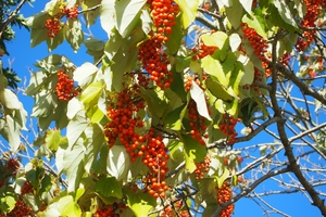 イイギリ（飯桐）の育て方！植え付けや剪定など手入れのコツをご紹介！