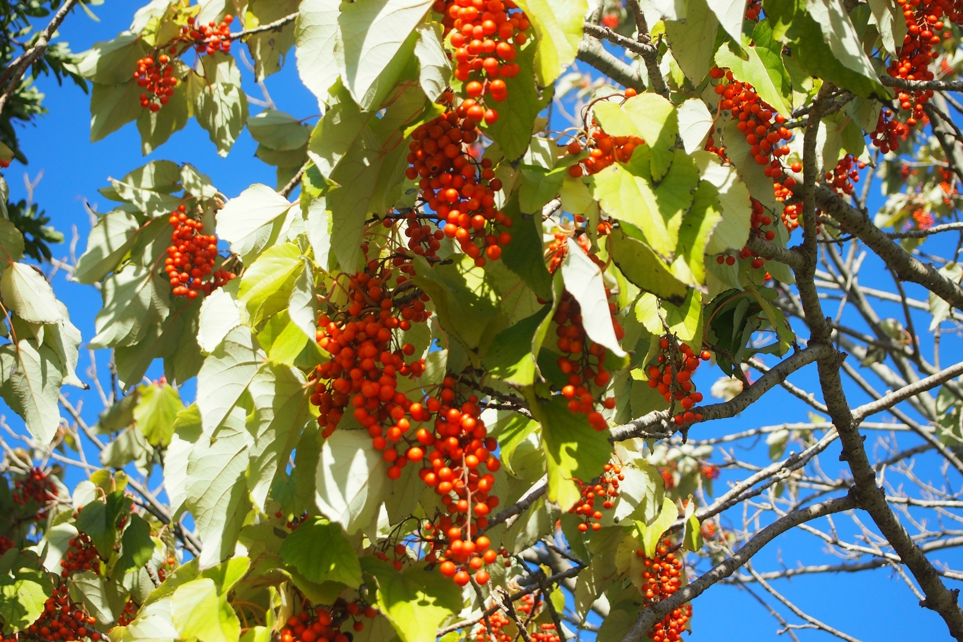 イイギリ（飯桐）の育て方！植え付けや剪定など手入れのコツをご紹介！