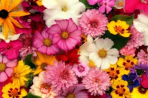 世界の国花（39ヶ国）まとめ！日本や世界各国の国花・国樹を一覧でご紹介！