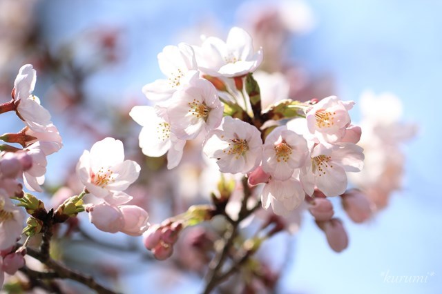 日本の国花とは？併せて国鳥など「国の代表」とされる物を6つご紹介！のイメージ