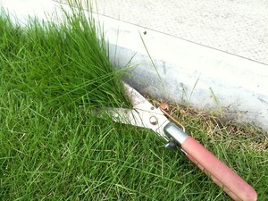 芝生の除草剤の使い方！芝生を枯らさずに上手に雑草防除する方法とは？