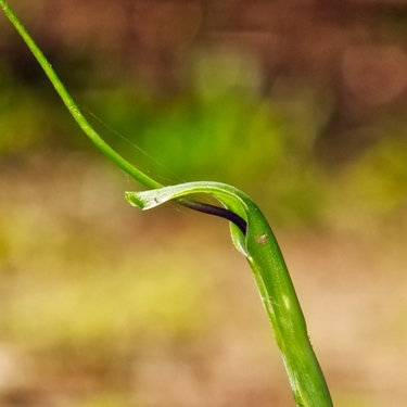 カラスビシャク（烏柄杓）とは？その特徴や生薬としての効果をご紹介！