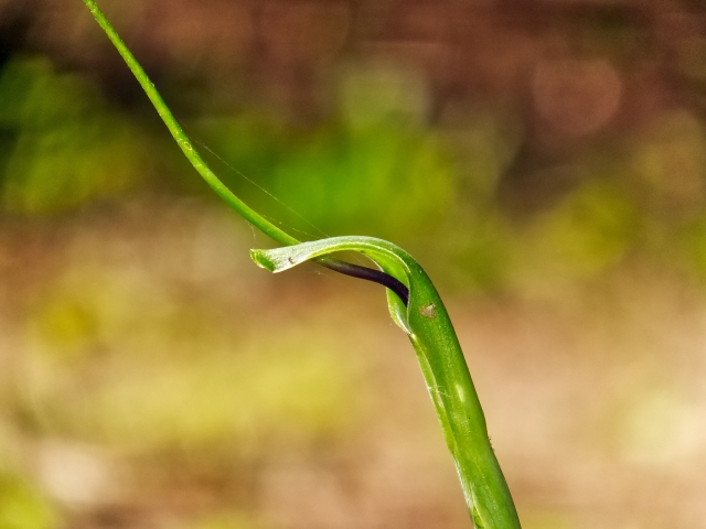 カラスビシャク(烏柄杓)とは?その特徴や生薬としての効果をご紹介!のイメージ