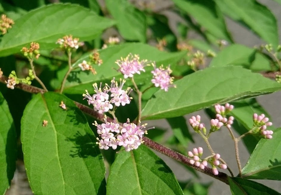 コムラサキ（小紫）とはどんな植物？花や実の特徴や育て方をご紹介！