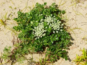 ハマボウフウとは？葉や茎の特徴や野菜としての食べ方・効能をご紹介！