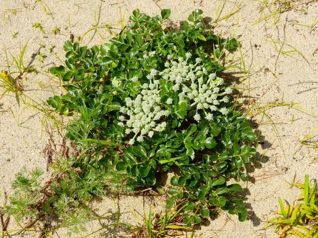ハマボウフウとは？葉や茎の特徴や野菜としての食べ方・効能をご紹介！のイメージ
