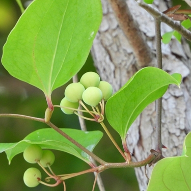 サルトリイバラとは？ツル植物としての特徴や見分け方ご紹介！食べられる？