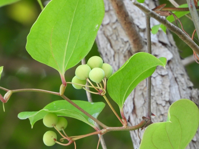 サルトリイバラとは?ツル植物としての特徴や見分け方ご紹介!食べられる?