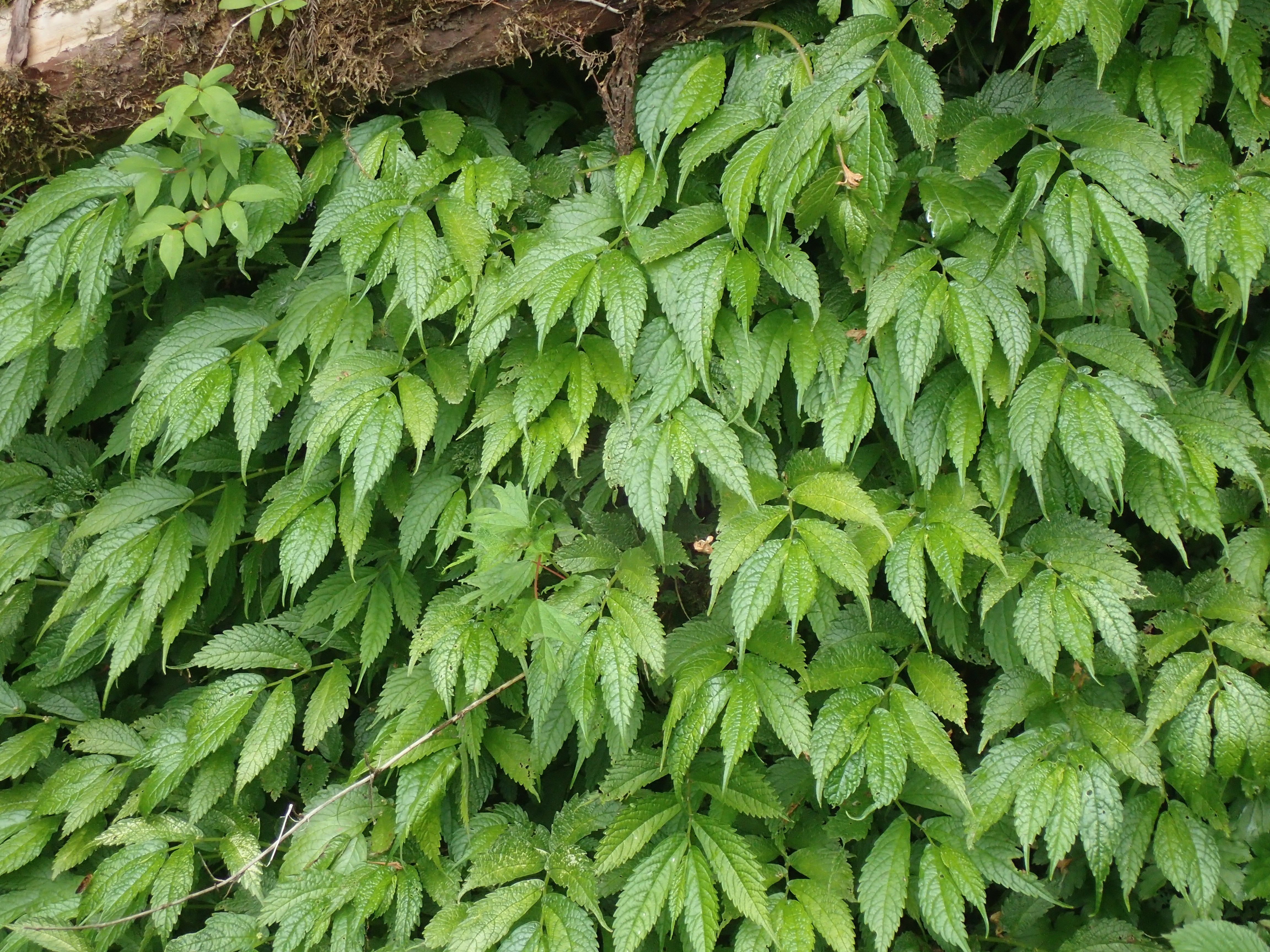 ウワバミソウってどんな山菜？探し方・採り方から食べ方までご紹介！