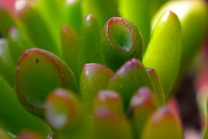 カネノナルキ（金のなる木）とは？植物としての特徴や花言葉をご紹介！
