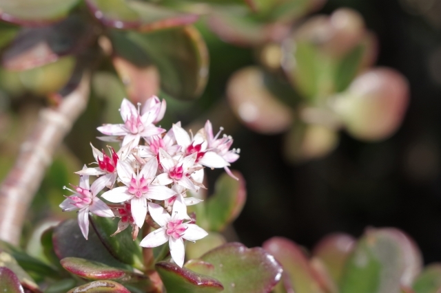 カネノナルキの育て方！挿し木での増やし方や枯れた時の対処法などをご紹介！