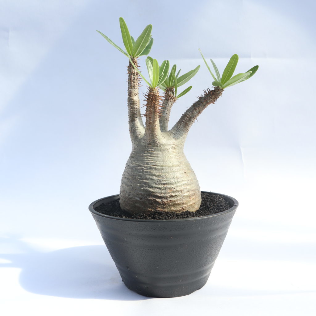 パキポディウム・グラキリスを実生で育てる方法!管理のコツをご紹介!