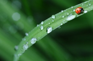雨の種類（30種）！名前と特徴を一覧でご紹介！青葉雨や桜雨ってどんな雨？