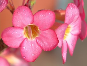 アデニウムとは？砂漠のバラともいわれる植物の特徴や種類をご紹介！