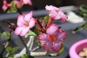 アデニウムの育て方！水やりや植え替えなど上手な管理方法をご紹介！