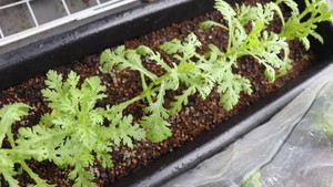 シュンギク（春菊）の育て方！種まきから収穫までの栽培のコツをご紹介！