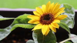 ミニひまわりの育て方！種まきから開花させるまでの管理のコツをご紹介！