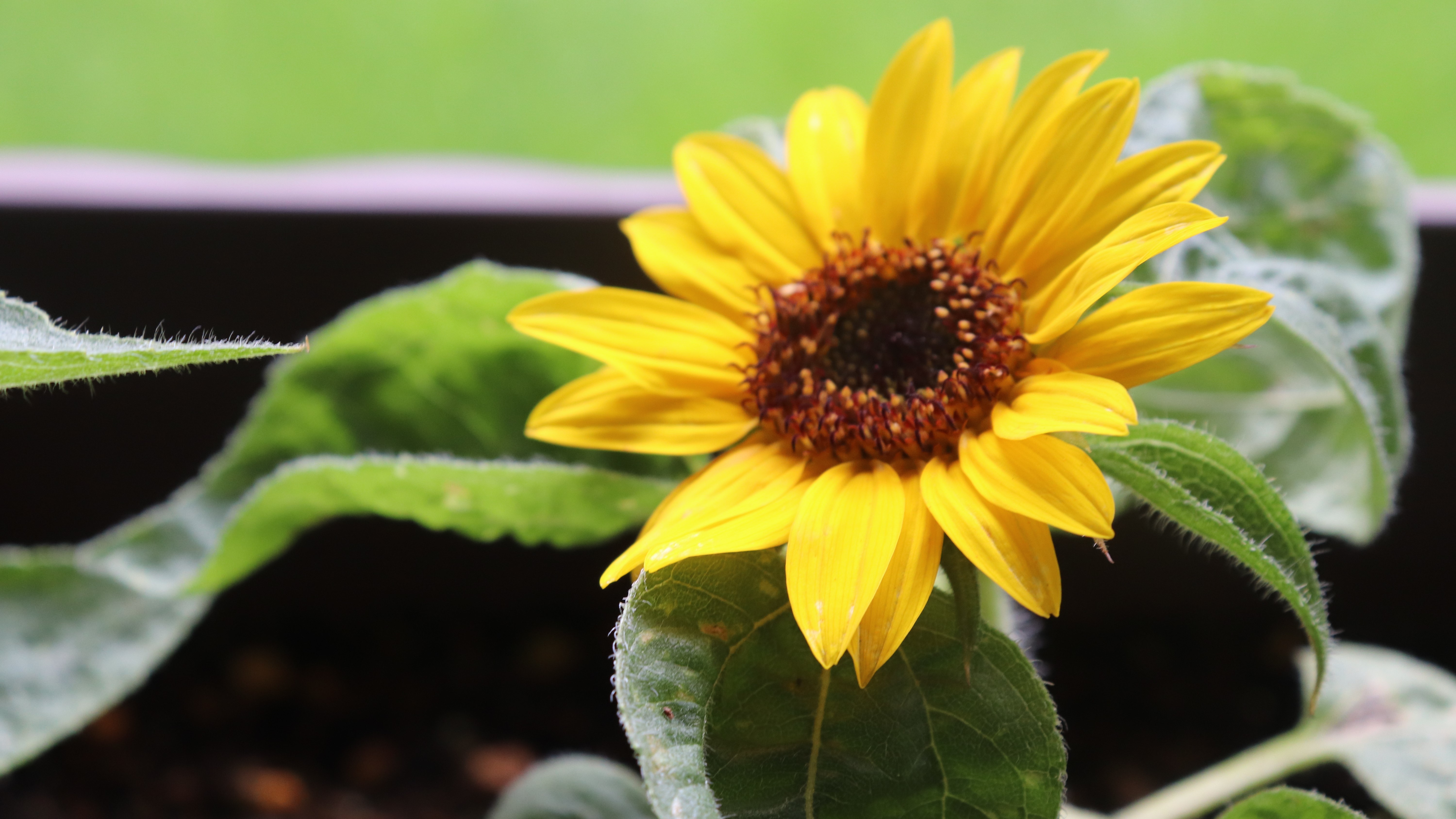 ミニひまわりの育て方!種まきから開花させるまでの管理のコツをご紹介!のイメージ