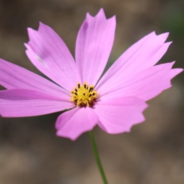 コスモスの育て方！種から育苗し、開花させるまでの管理のコツをご紹介！