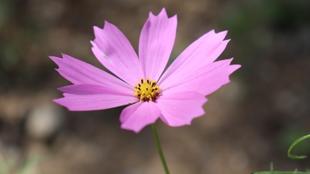 コスモスの育て方!種から育苗し、開花させるまでの管理のコツをご紹介!のイメージ