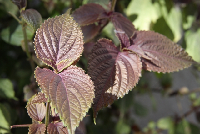 赤紫蘇の育て方!家庭菜園での栽培のコツは?青じそと管理方法は違う?