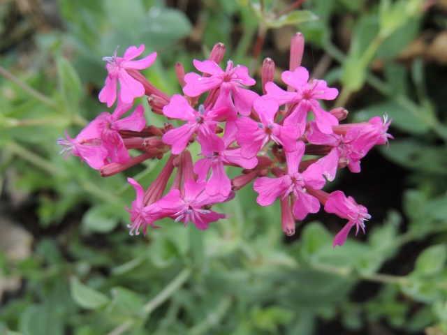 ムシトリナデシコとは?特徴・花言葉や育て方をご紹介!食虫植物なの?のイメージ