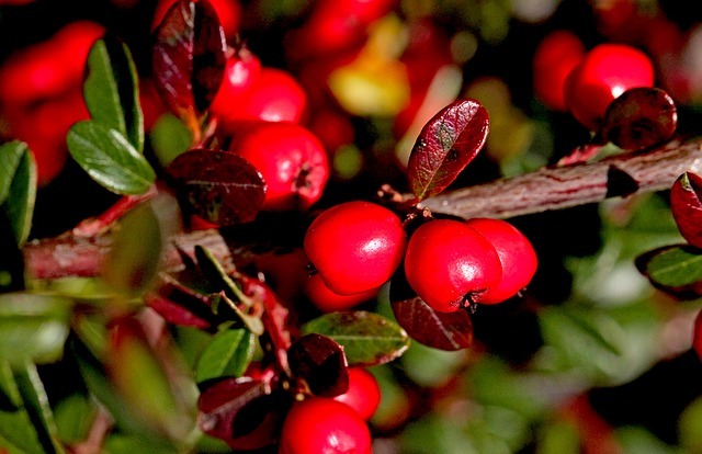 コトネアスターの育て方!盆栽での管理のコツや増やし方もご紹介!