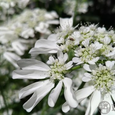 オルラヤ（オルレア）の育て方！種まきから上手に開花させるコツは？