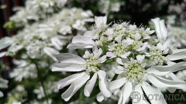 オルラヤ(オルレア)の育て方!種まきから上手に開花させるコツは?のイメージ