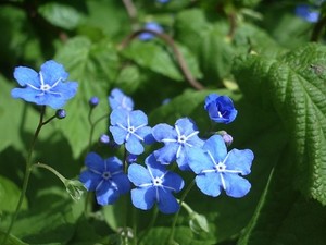 オンファロデスとは？その特徴や花言葉をご紹介！開花時期はいつ？
