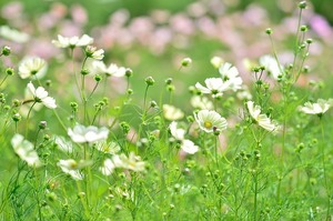 オンファロデスの育て方！種まきから開花までの栽培のコツをご紹介！