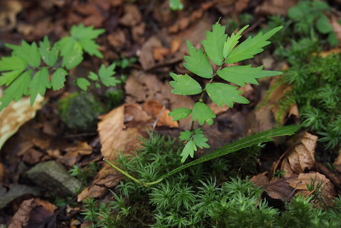 「みず」ってどんな山菜？生息地や見分け方から食べ方・味までご紹介！のイメージ