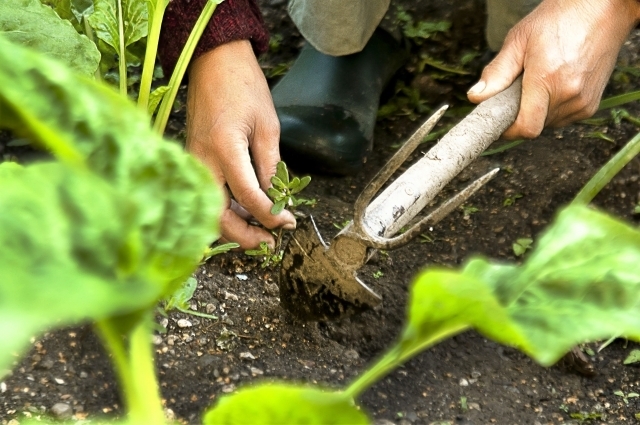 おすすめの「三角ホー」5選!雑草駆除に最適な人気の三角ホーはどれ?