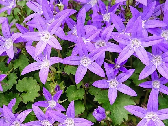 カンパニュラアルペンブルーの育て方！夏越しなど枯らさず管理するコツをご紹介！