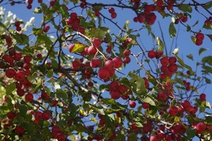 クラブアップルとは？色・香りなど特徴をご紹介！姫りんごとの違いは？