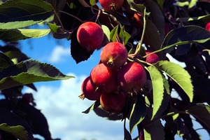クラブアップルの育て方！剪定方法や病害虫対策などを詳しくご紹介！