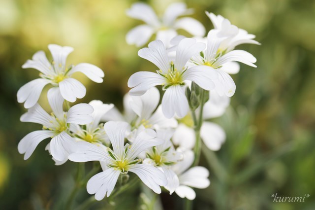セラスチウム（セラスチューム）の育て方！管理のコツや増やし方を解説！