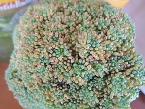 ブロッコリーの花は食べてOK？黄色に変色した時の注意点や食べ方をご紹介！
